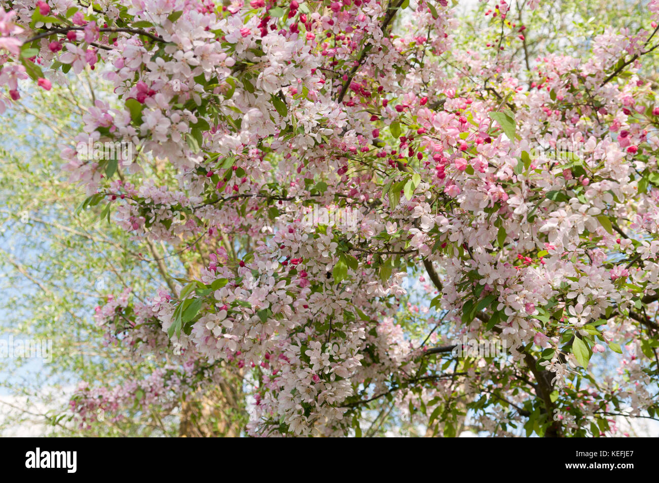 MALUS FLORIBUNDA Stockfoto