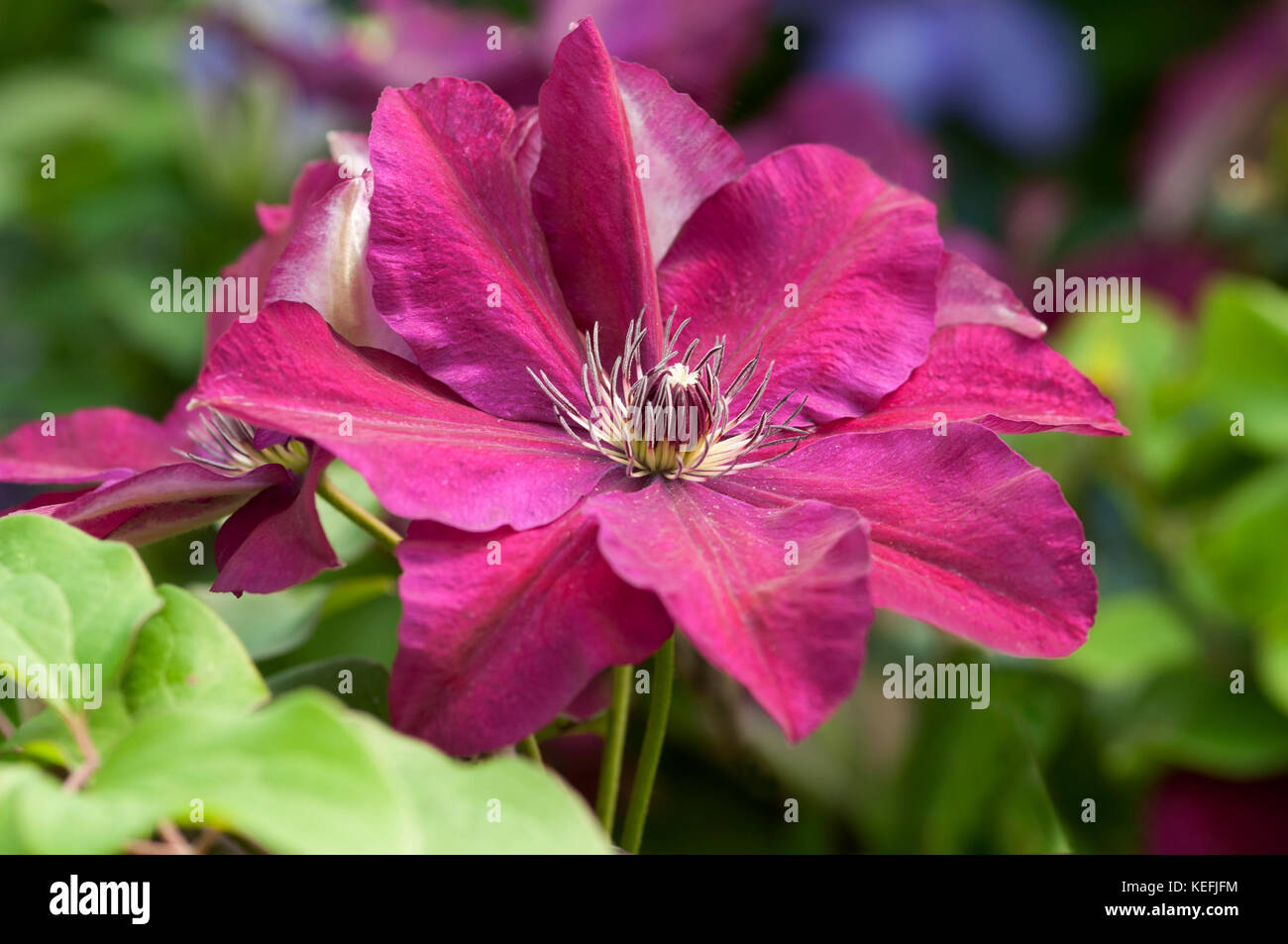 Nahaufnahme der CLEMATIS, die WESTERPLATTE, Stockfoto