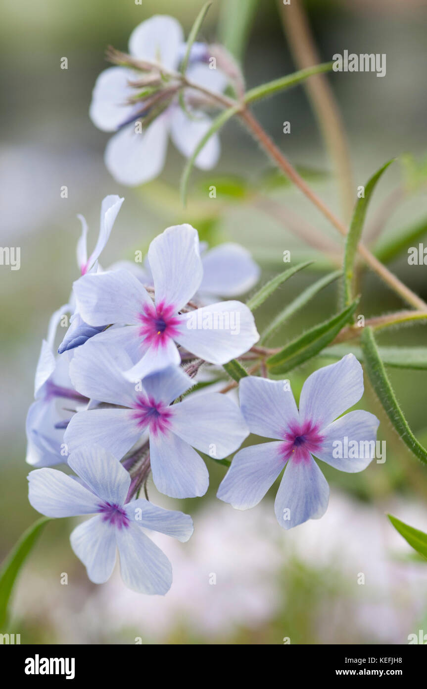 Nahaufnahme der Phlox maculata SSP LAPHAMII CHATTAHOOCHEE Stockfoto