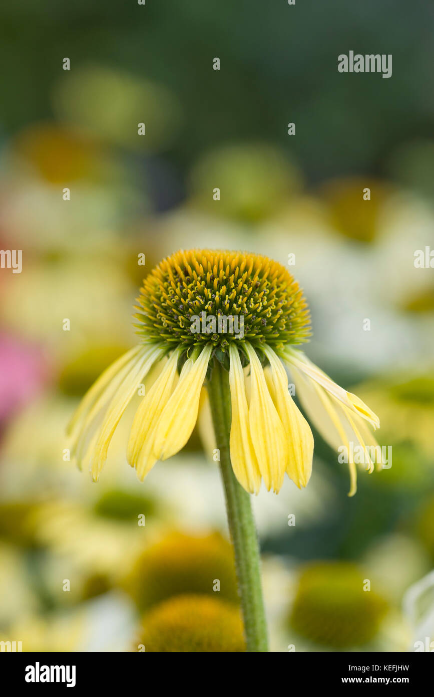 Nahaufnahme der ECHINACEA MOODZY GLÄNZEND Stockfoto