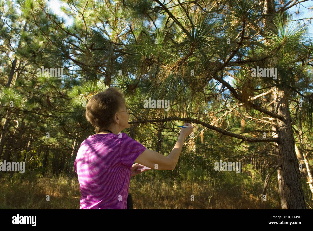 Kaukasische Frau und langen Blatt Pinien, Bethune, South Carolina, USA. Langen Blatt Kiefern sind für Laubdecke im Landschaftsbau. Stockfoto