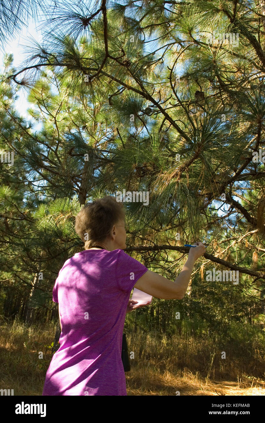 Kaukasische ältere Frau (Alter 60-70), die langblättrige Kiefern, Bethune, South Carolina, USA, prüft. Die Bäume werden für Mulch in der Landschaftsgestaltung verwendet. Stockfoto