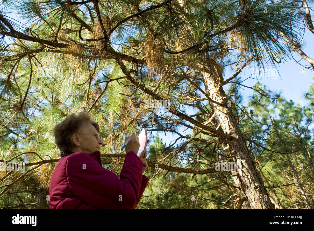 Kaukasische ältere Frau (Alter 60-70), die langblättrige Kiefern, Bethune, South Carolina, USA, prüft. Die Bäume werden für Mulch in der Landschaftsgestaltung verwendet. Stockfoto