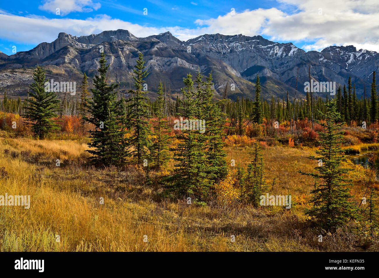 Ein Bild der Herbstlandschaft mit der Miette-Bergkette im Jasper National Park, Alberta, Kanada, mit der sich verändernden Herbstlandschaft im Vordergrund. Stockfoto