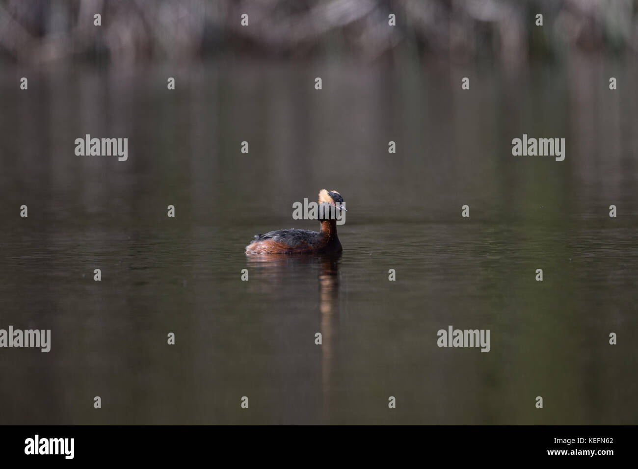 Slawonische Haubentaucher (Podiceps auritus) auf einem Loch in Schottland, Großbritannien. Stockfoto