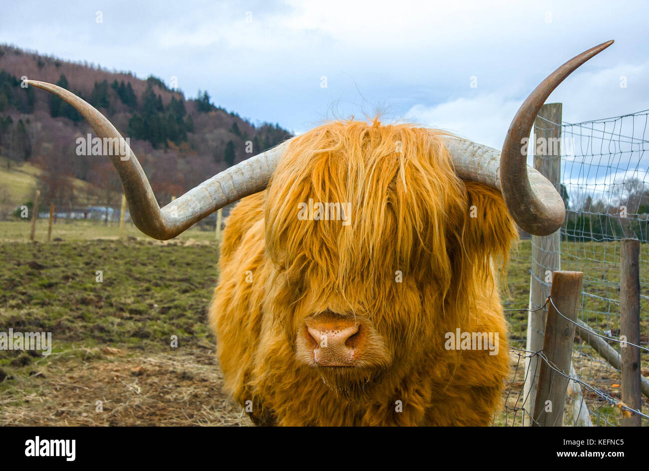 Eine riesige, orange behaarte Hochlandkuh, Schottland, Großbritannien Stockfoto