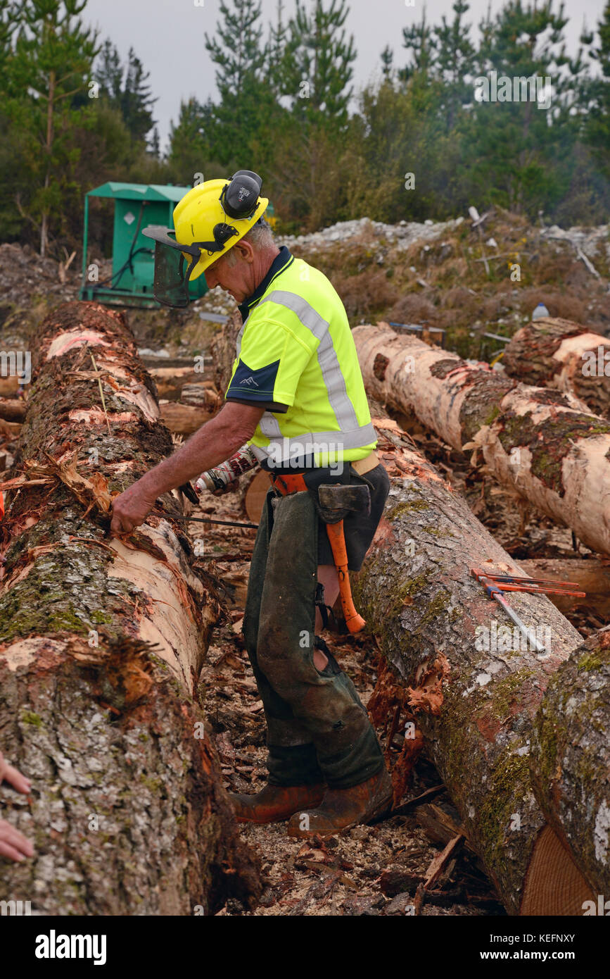 Kumara, Neuseeland, 20. September 2017: ein waldarbeiter Maßnahmen ein Pinus radiata bei einer Anmeldung vor Ort in der Nähe von Kumara, West Coast, Neuseeland anmelden. Die lo Stockfoto