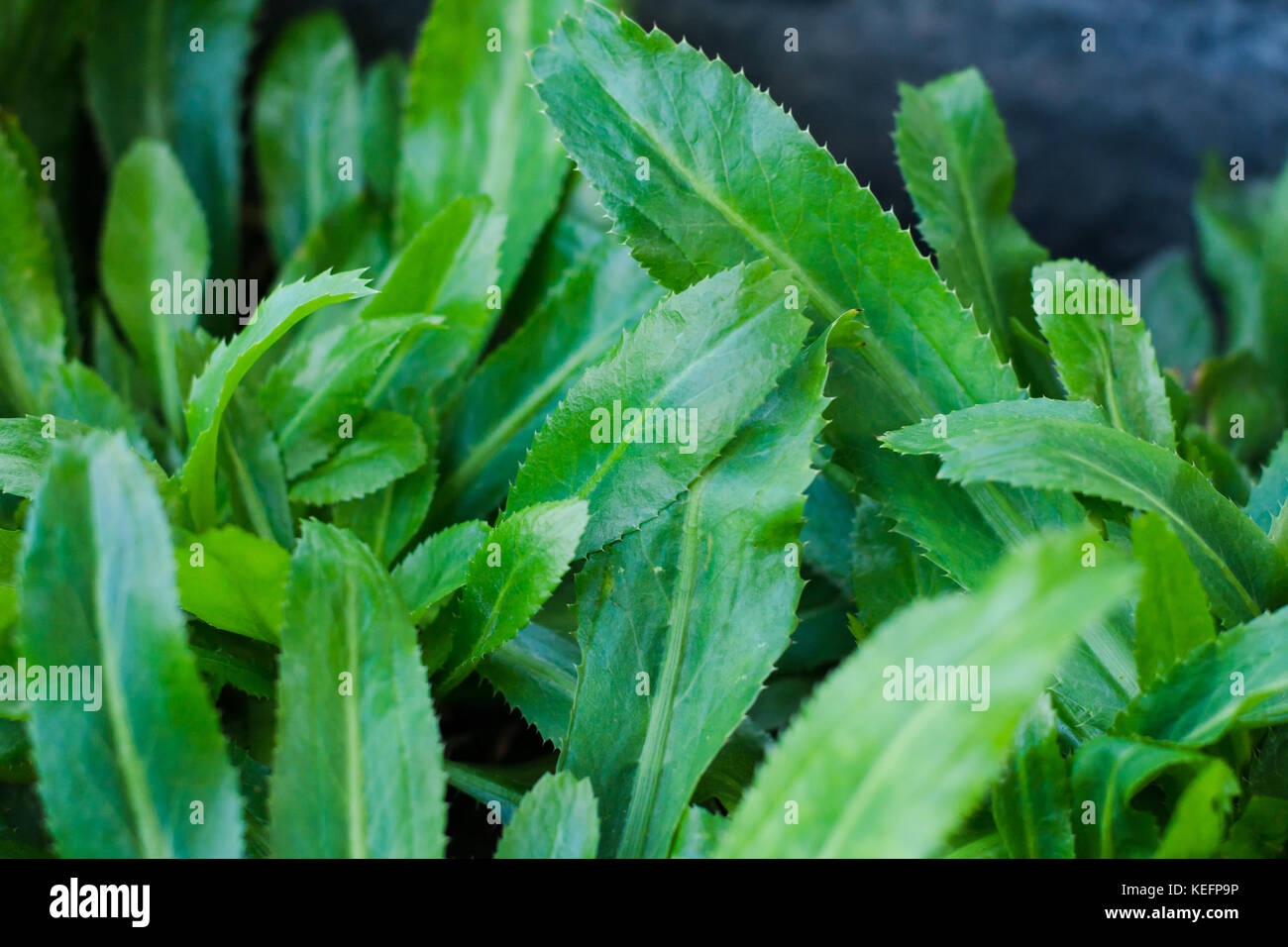 Frisches Grün culantro für gesundes Konzept im Garten. Stockfoto