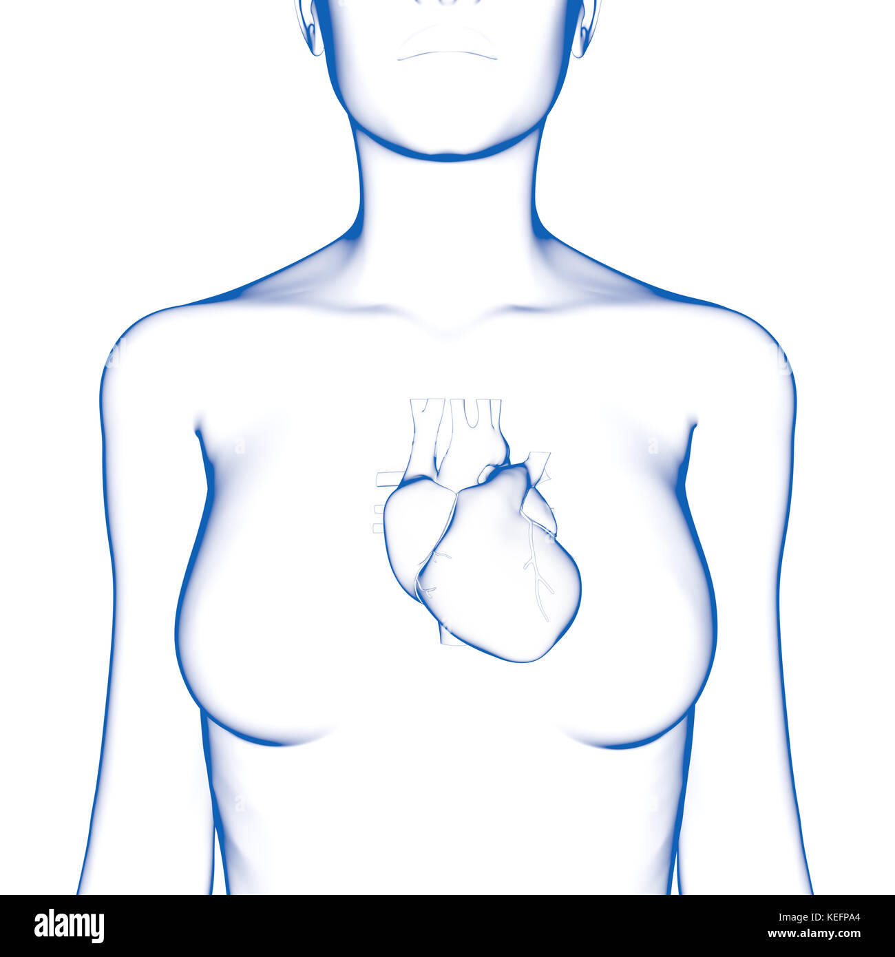 Das menschliche Herz, medizinische Modell Stockfoto