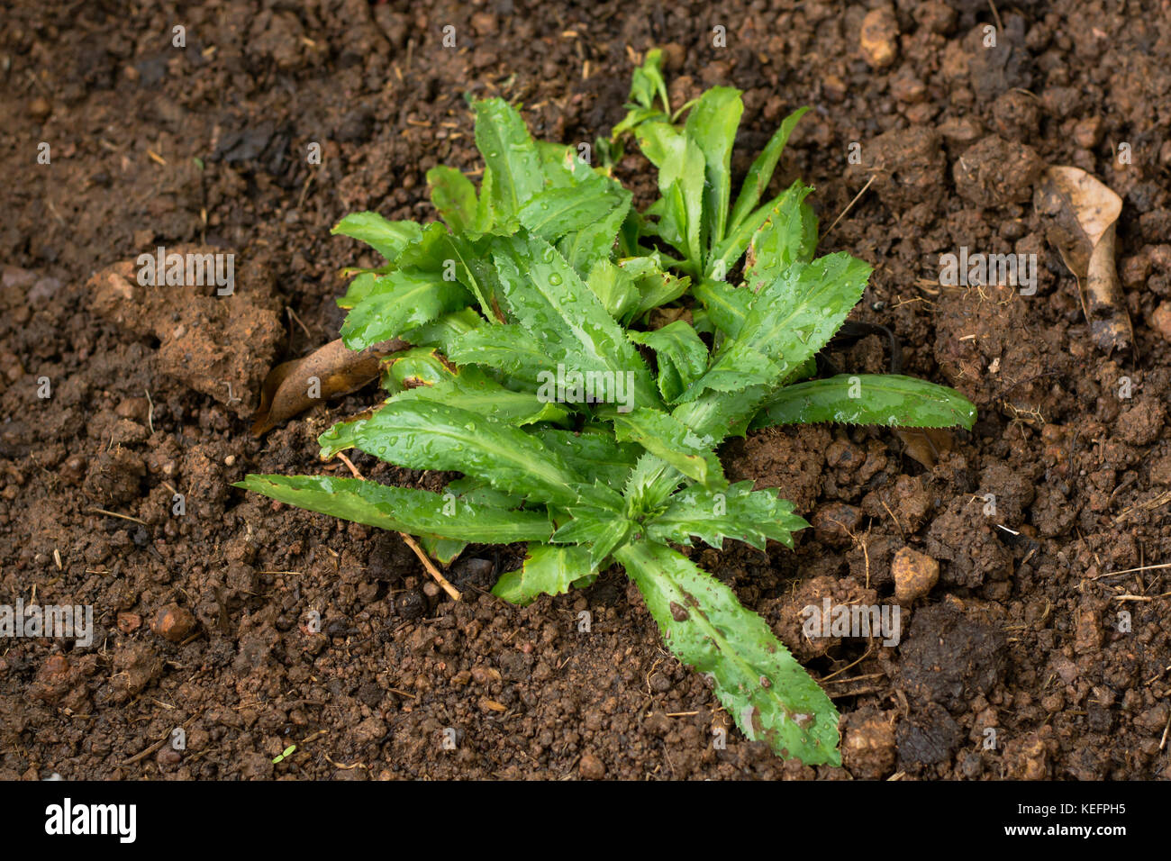 Frisches Grün culantro für gesundes Konzept im Garten. Stockfoto