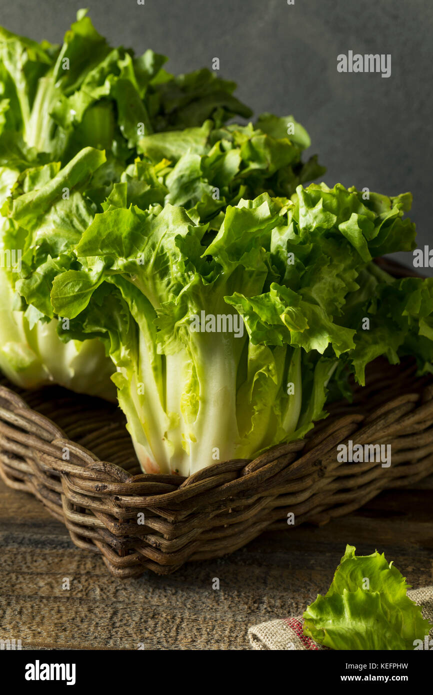 Raw Green Organic salatköpfe Salat bereit zu hacken Stockfoto