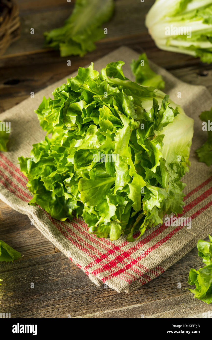 Raw Green Organic salatköpfe Salat bereit zu hacken Stockfoto