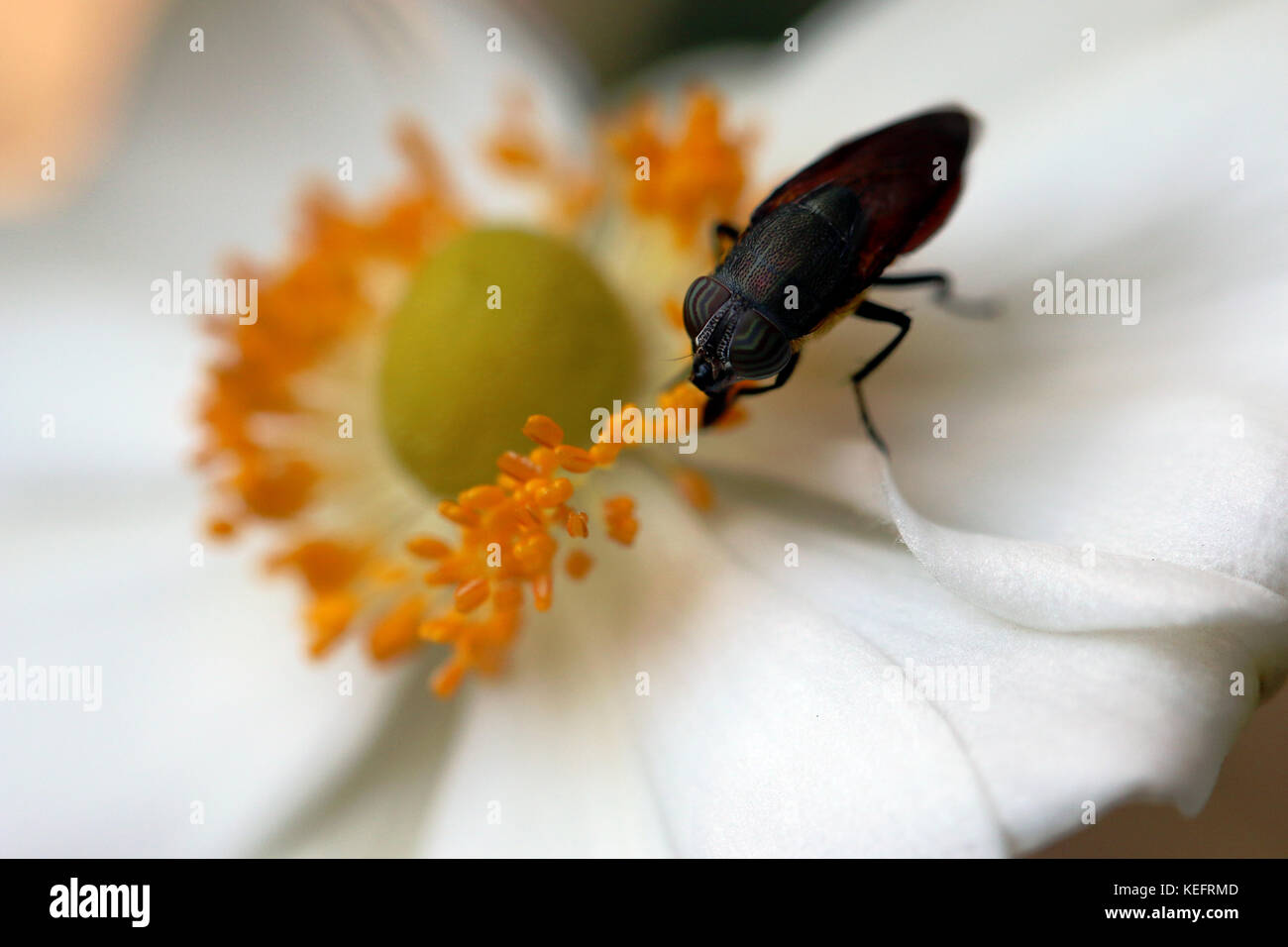 Nahaufnahme der weissen japanischen wind Blume mit Insekten füttern Stockfoto