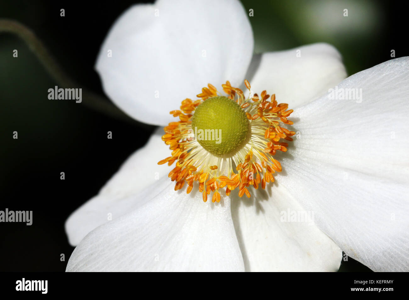 Nahaufnahme der weißen japanischen Windblume Stockfoto