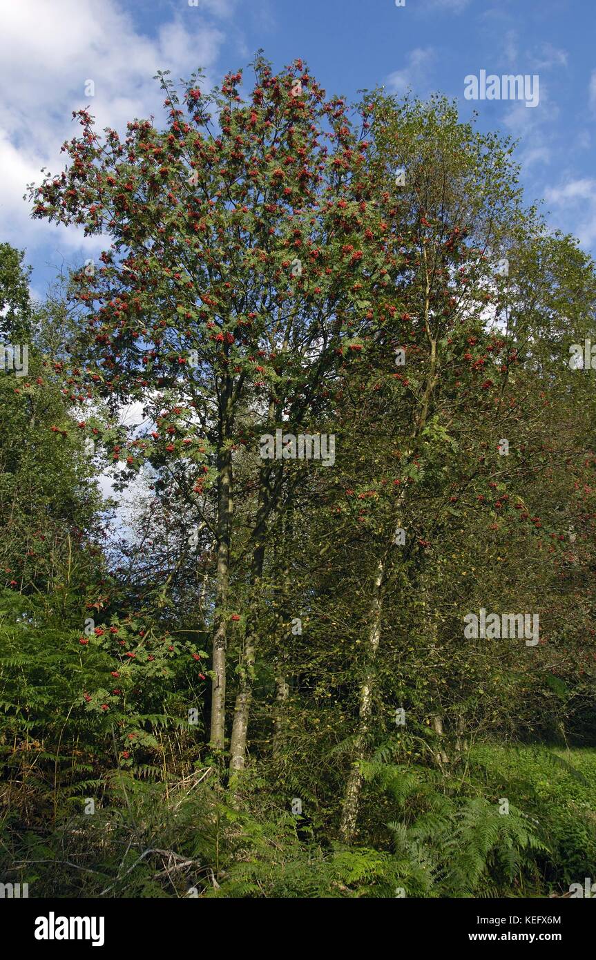 Rowan - Europäische Gebirgs-Esche (Sorbus aucuparia - Pyrus aucuparia) in Obst im Herbst Stockfoto