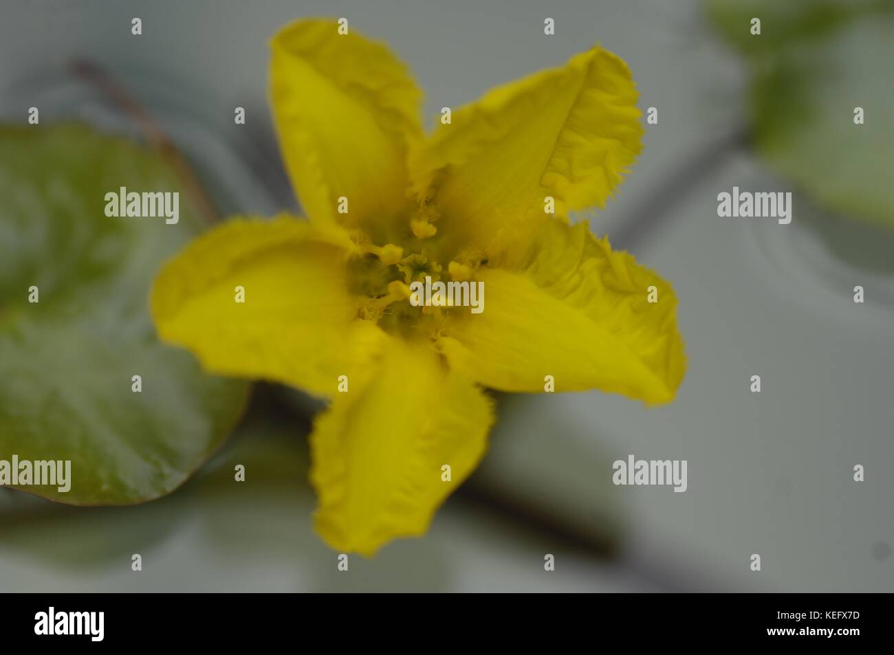 Gelbes Floating-Herz - gefranste Seerose - Wasserfringe (Nymphoides peltata), die an einem Teich blühen Stockfoto