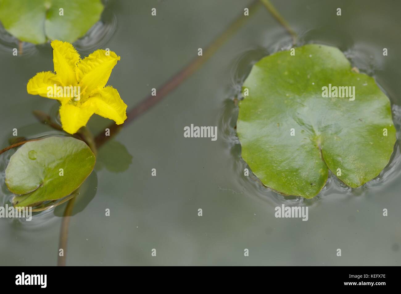 Gelbes Floating-Herz - gefranste Seerose - Wasserfringe (Nymphoides peltata), die an einem Teich blühen Stockfoto