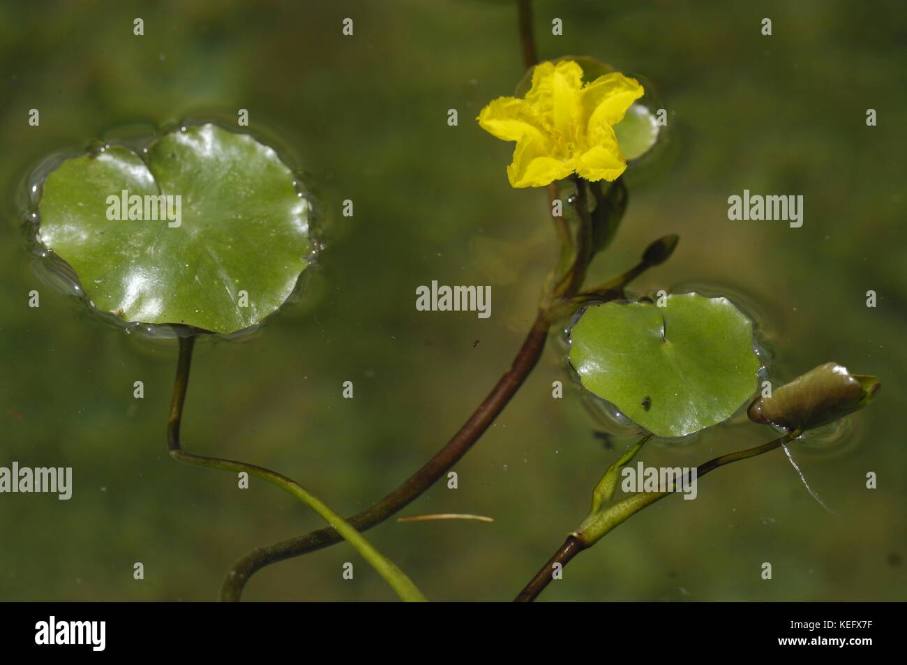 Gelbes Floating-Herz - gefranste Seerose - Wasserfringe (Nymphoides peltata), die an einem Teich blühen Stockfoto