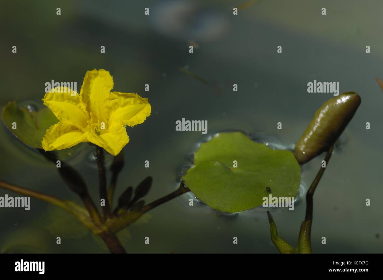 Gelbes Floating-Herz - gefranste Seerose - Wasserfringe (Nymphoides peltata), die an einem Teich blühen Stockfoto