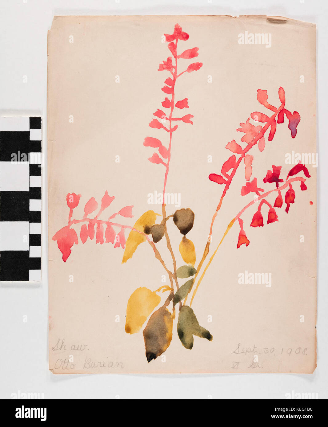 Aquarell, rosa Blüten von Otto Burian Stockfoto