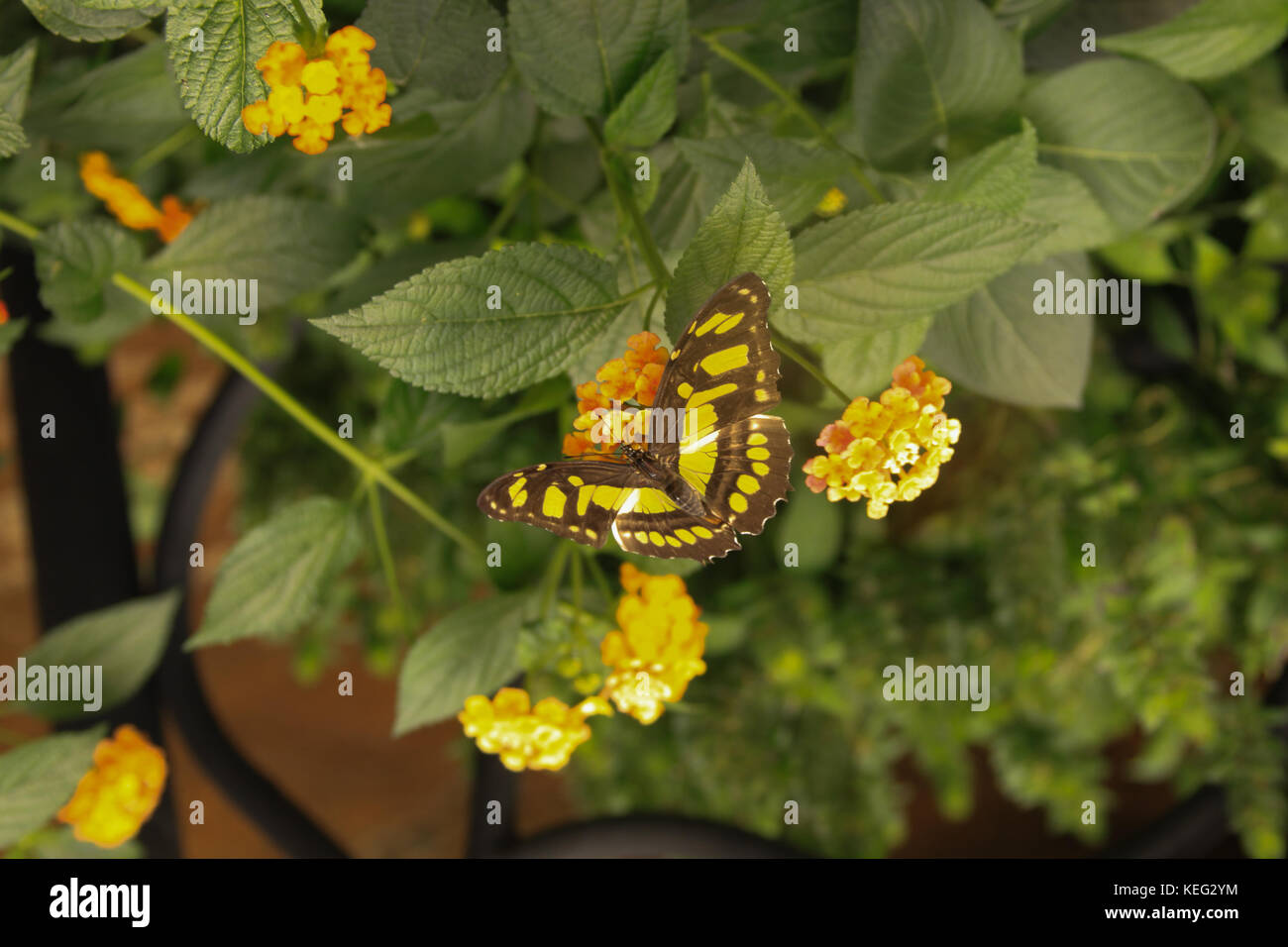 Die gelben und schwarzen Schmetterling auf einer Blume auf einem Garten in Costa Rica Stockfoto