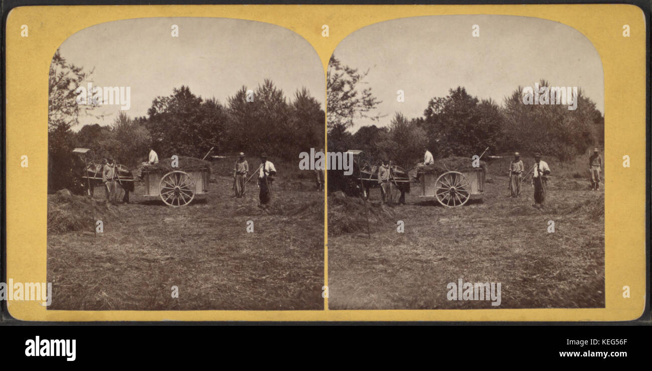 Sammeln von Rasen, aus Robert N. Dennis Sammlung von stereoskopischen Ansichten Stockfoto