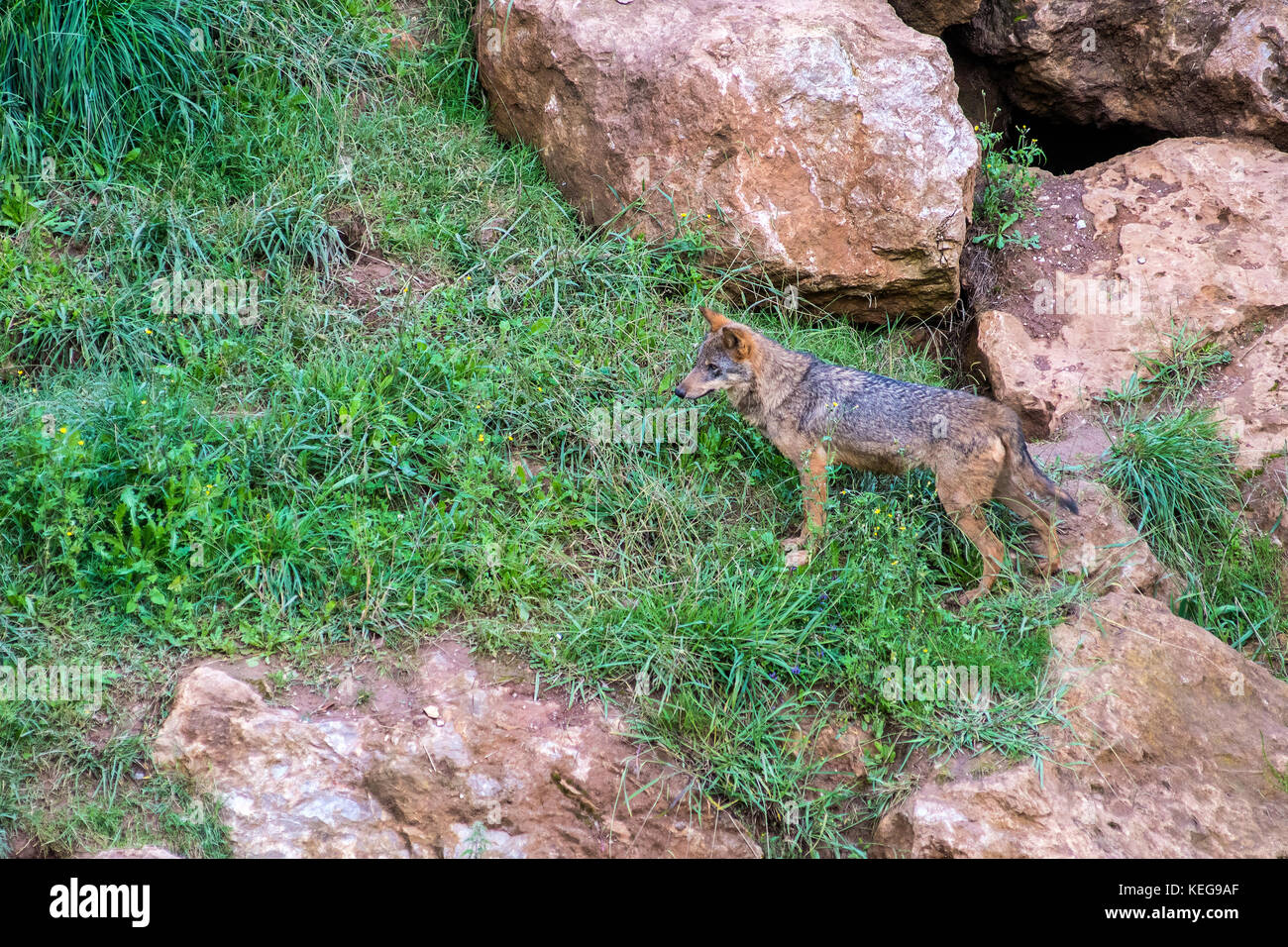 Iberischer Wolf im Naturpark Cabarceno Stockfoto