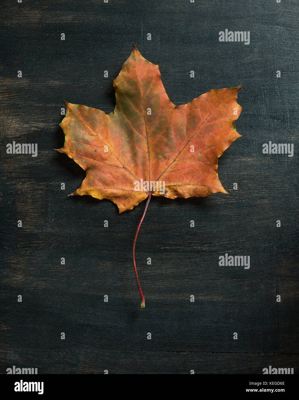 Gefallenen maple leaf auf dunklem Hintergrund Stockfoto