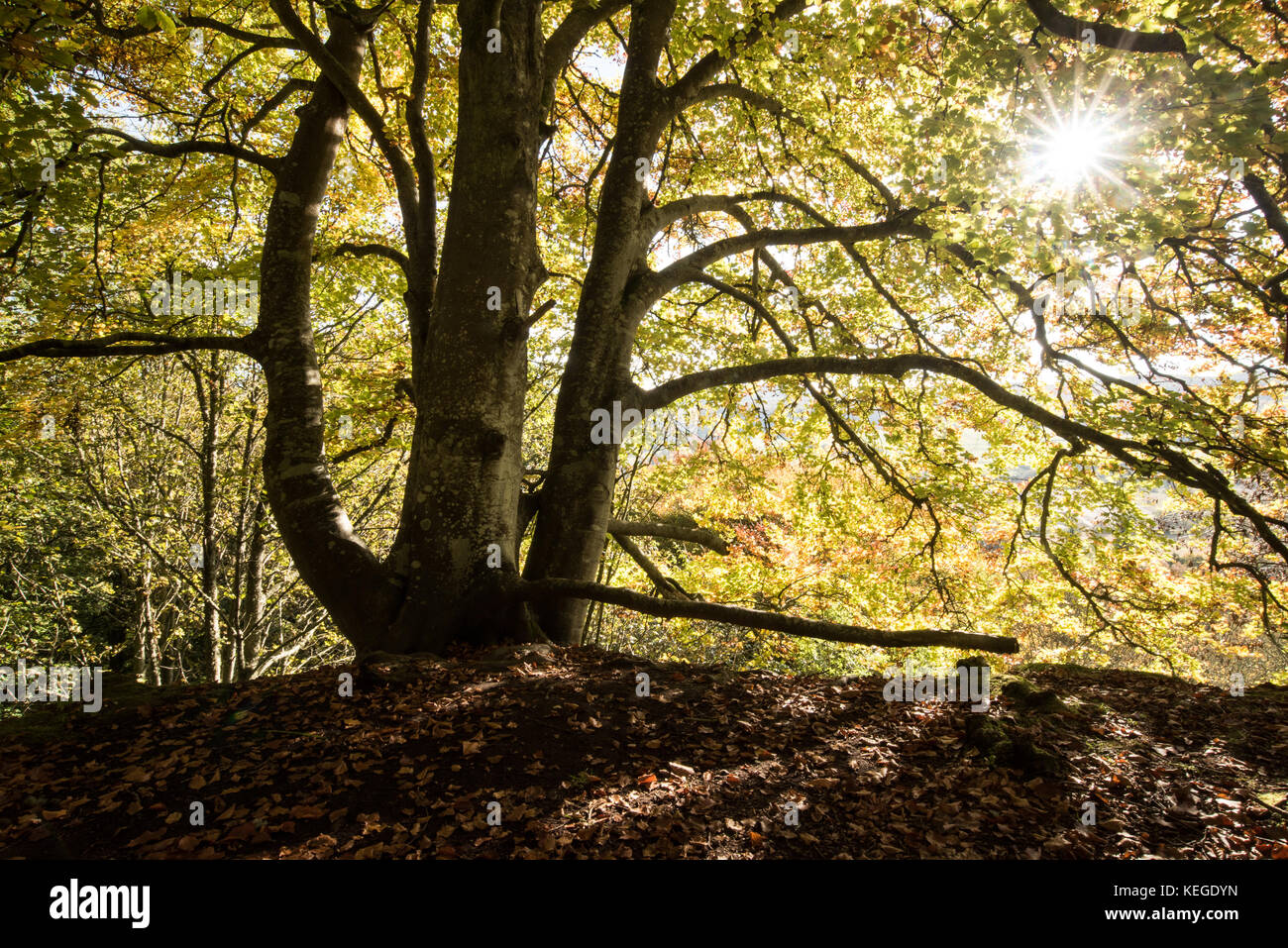 Herbstliche Buche mit späten Nachmittag Sonne, Schottland. Stockfoto