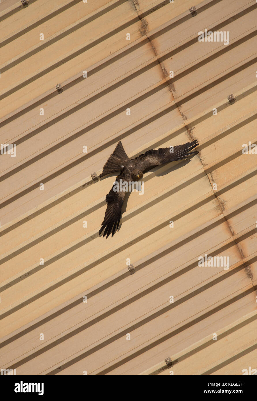 Schwarze Drachen Sonnenbad auf einem Dach aus Stahl in Kampala, Uganda Stockfoto