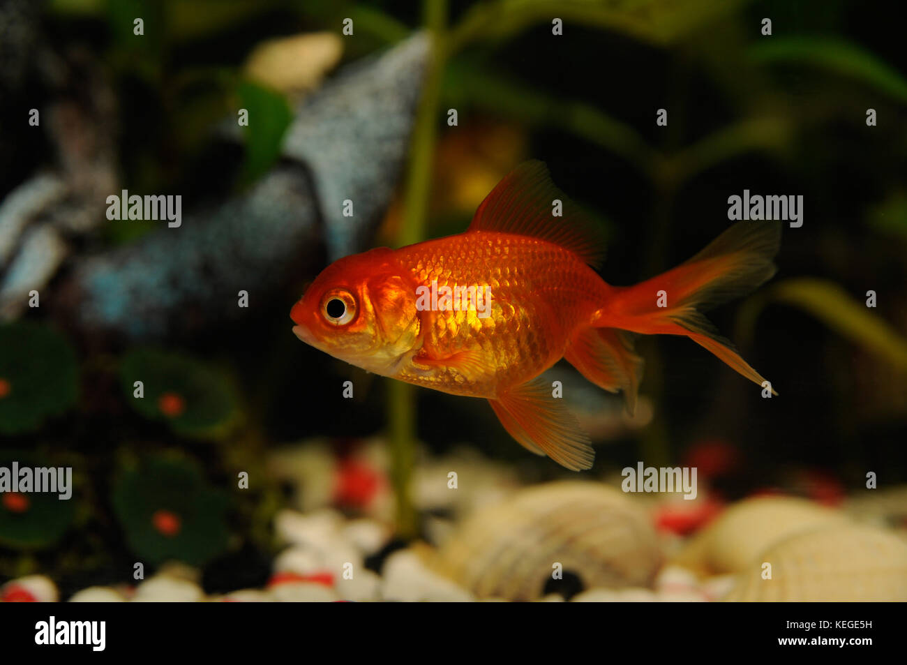 Goldfisch im Aquarium in der Nähe der Horizontalen Stockfoto