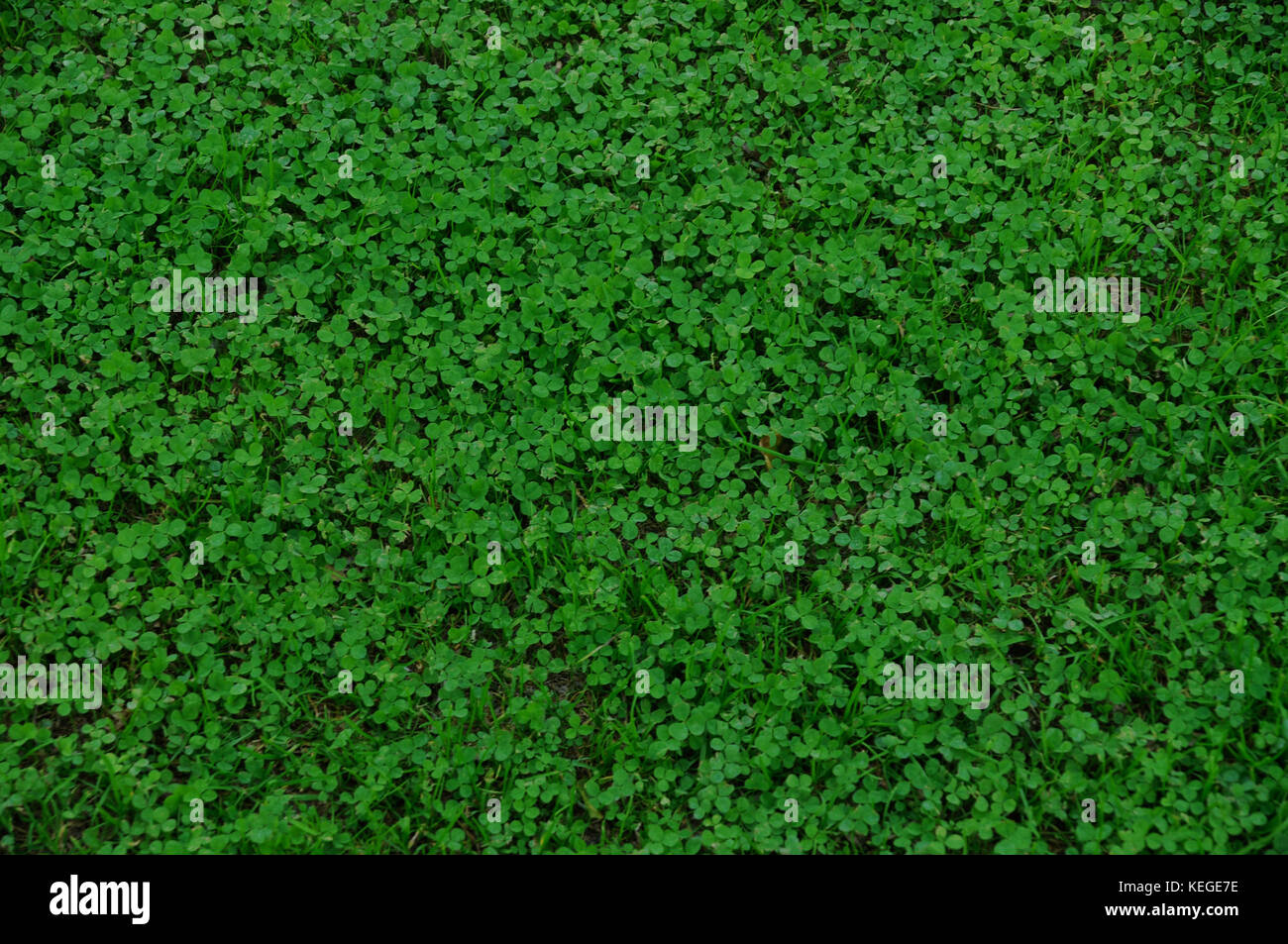 Shamrock clover grün Natur Hintergrund Stockfoto