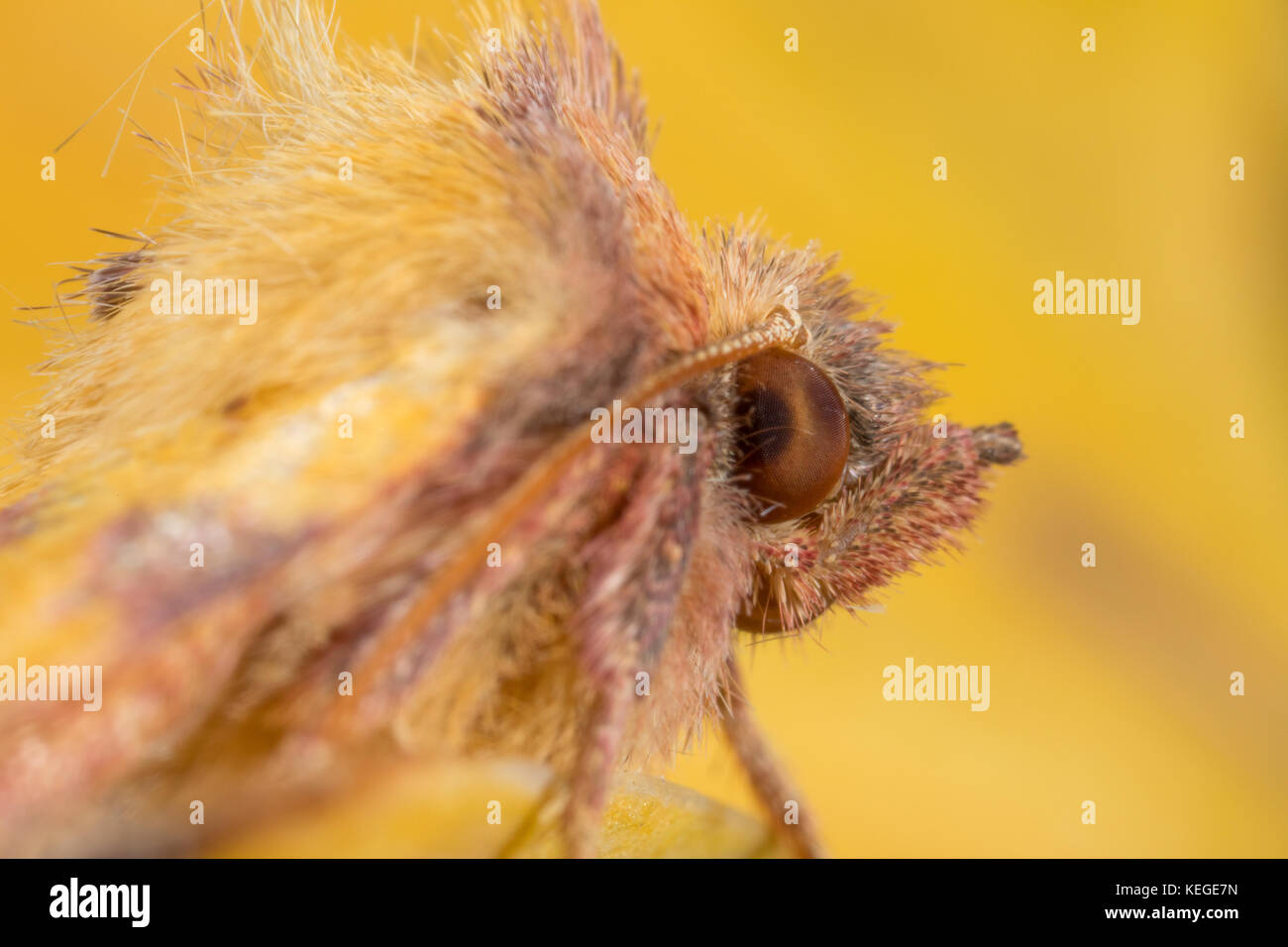 Ein ziemlich goofy - Suche rosa verjähren gelblich-Makro Portrait dieser Britischen herbstlichen Garten Motte. Stockfoto