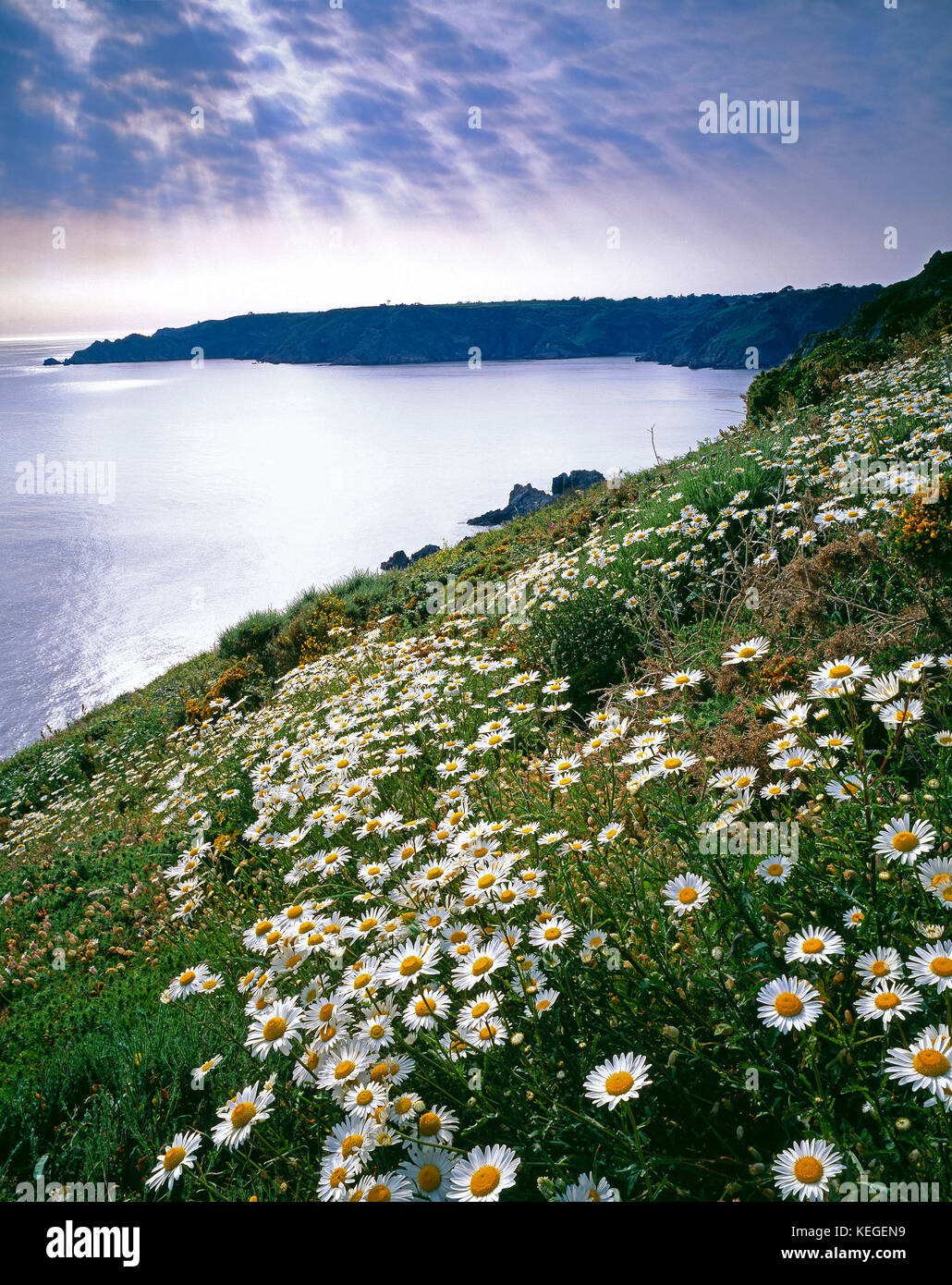 Kanal Inseln. Guernsey. Malerische Küste. Wilde Blumen auf einer Klippe. Stockfoto