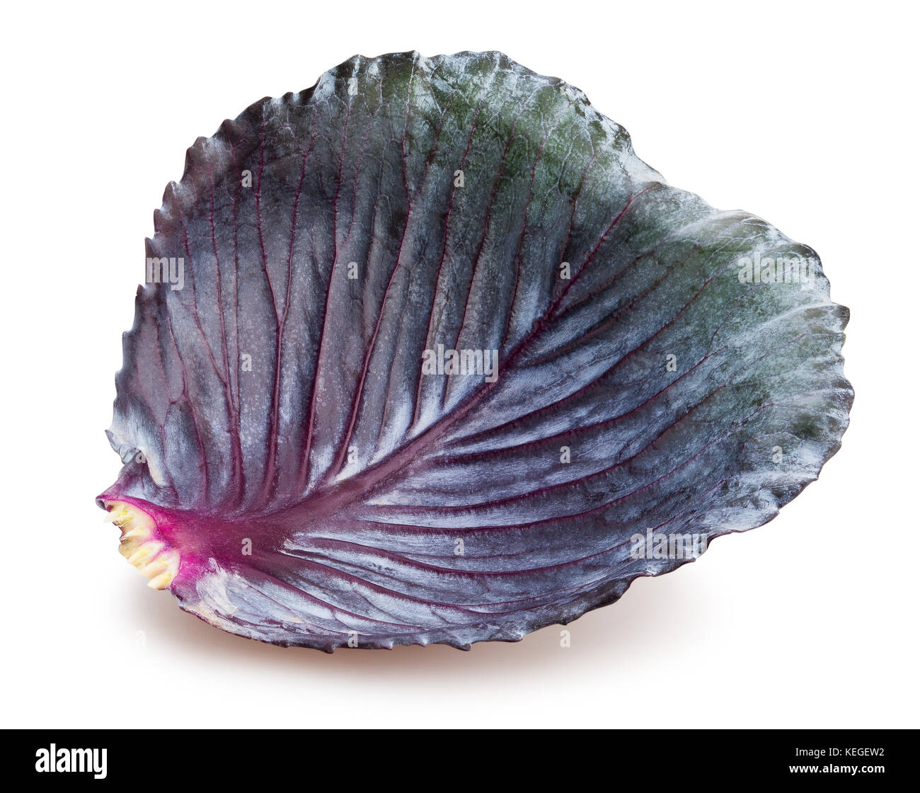 Rotkohl Blatt weg isoliert Stockfoto