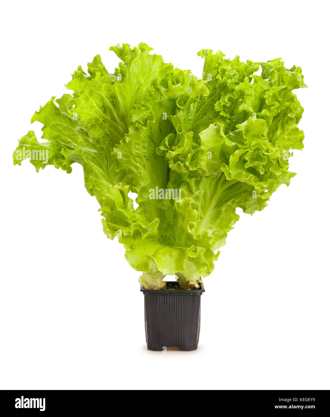 Kopfsalat wächst Pfad isoliert Stockfoto
