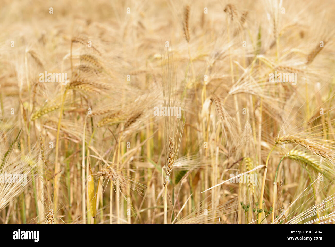 Goldenen Spitzen von Weizen unter Sun Nahaufnahme Stockfoto