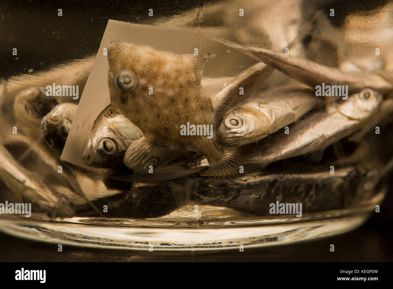 Fisch aus dem Atlantik für eine wissenschaftliche Studie über Fisch und Fülle und der Laichzeit. Sowohl bei Erwachsenen und Larven Fisch. Stockfoto