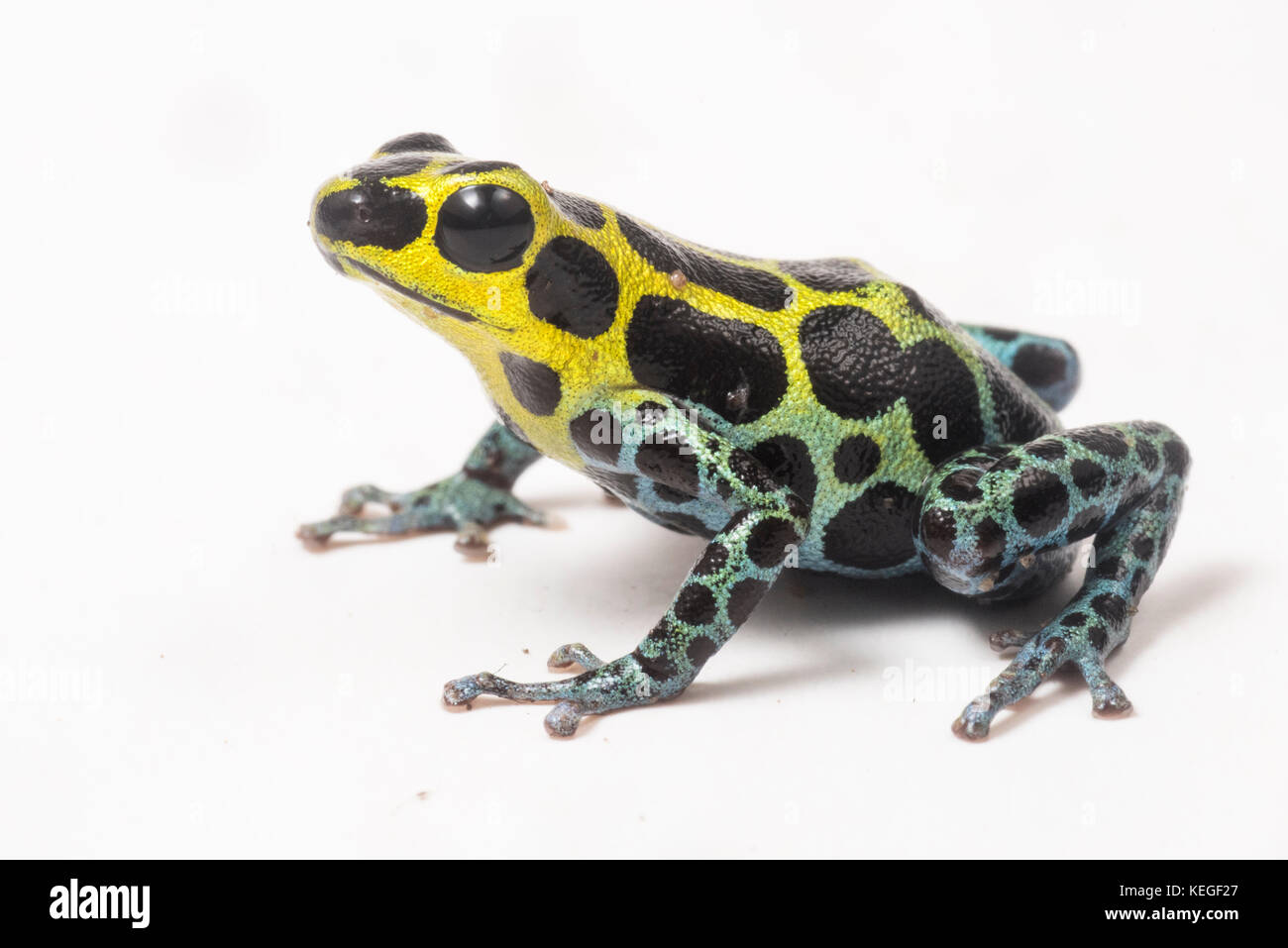 Zimmerman ist Gift Frosch (Ranitomeya variabilis) ist winzig, aber sehr schön. Sie stützt sich auf die Giftstoffe, die Sie vor Raubtieren sicher zu halten. Stockfoto
