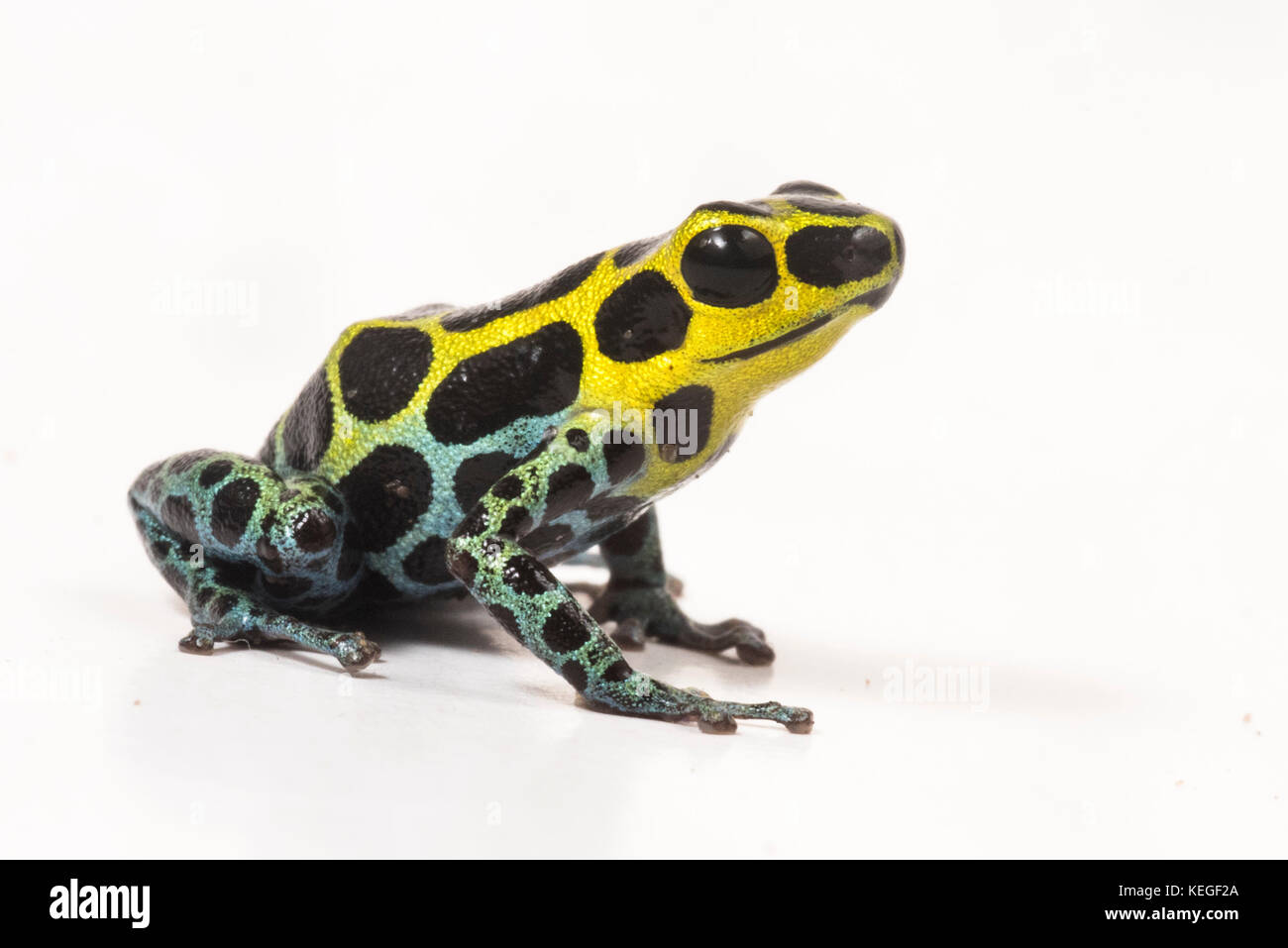 Zimmerman ist Gift Frosch (Ranitomeya variabilis) ist winzig, aber sehr schön. Sie stützt sich auf die Giftstoffe, die Sie vor Raubtieren sicher zu halten. Stockfoto