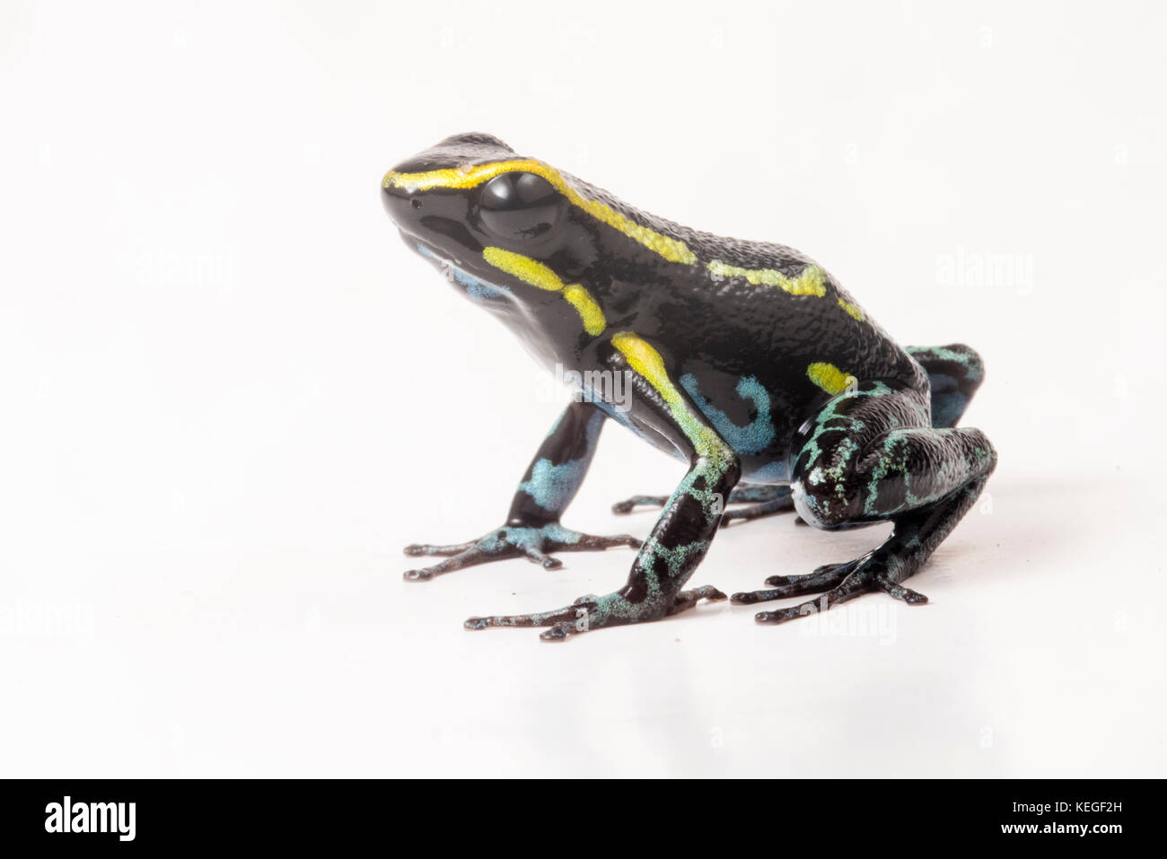 Himmel Blauer Pfeilgiftfrosch (Hyloxalus azureiventris) ist eine seltene pfeilgiftfrosch nur in einen kleinen Teil von Peru gefunden. Es gilt als gefährdet. Stockfoto