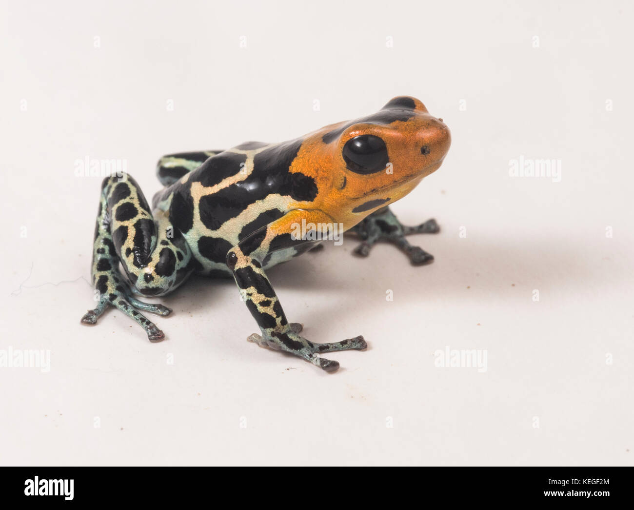 Eine rote Pfeilgiftfrosch vorangegangen (Ranitomeya fantastica) ist klein, aber schön. Diese Sorte ist nur in Peru gefunden. Stockfoto