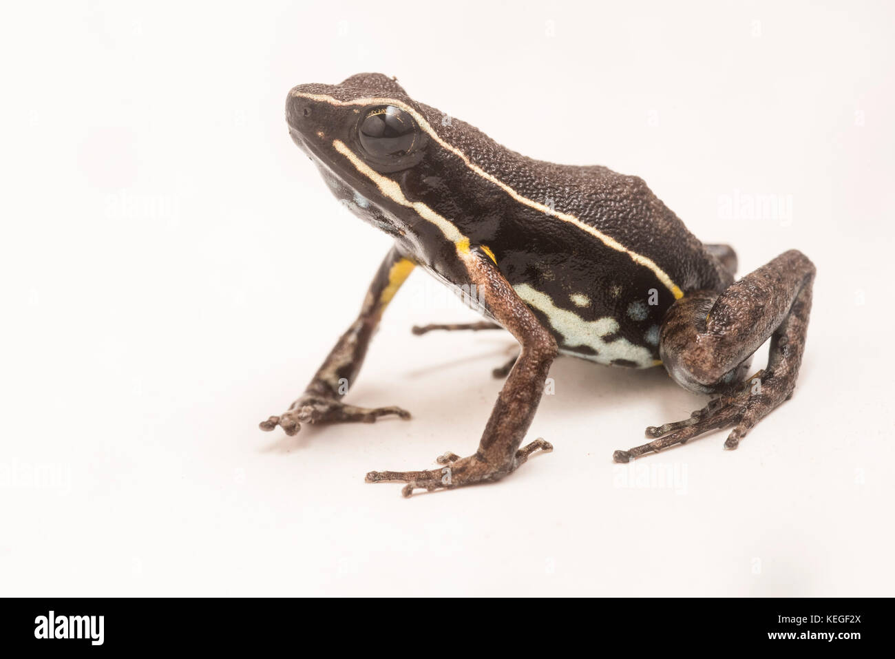Eine kleine Art der Pfeilgiftfrosch aus Peru, nicht so bunt wie einige seiner Verwandten, es hat immer noch komplizierte Muster und Flecken. Stockfoto
