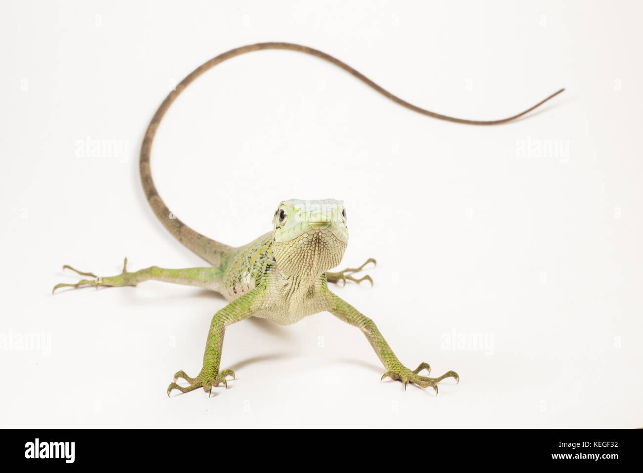 Eine gemeinsame monkey Lizard (Polychrus Marmoratus) auch bekannt als Bush anole auf weiss fotografiert. Der lange Schwanz hilft es Filialen begreifen, wenn es klettert. Stockfoto