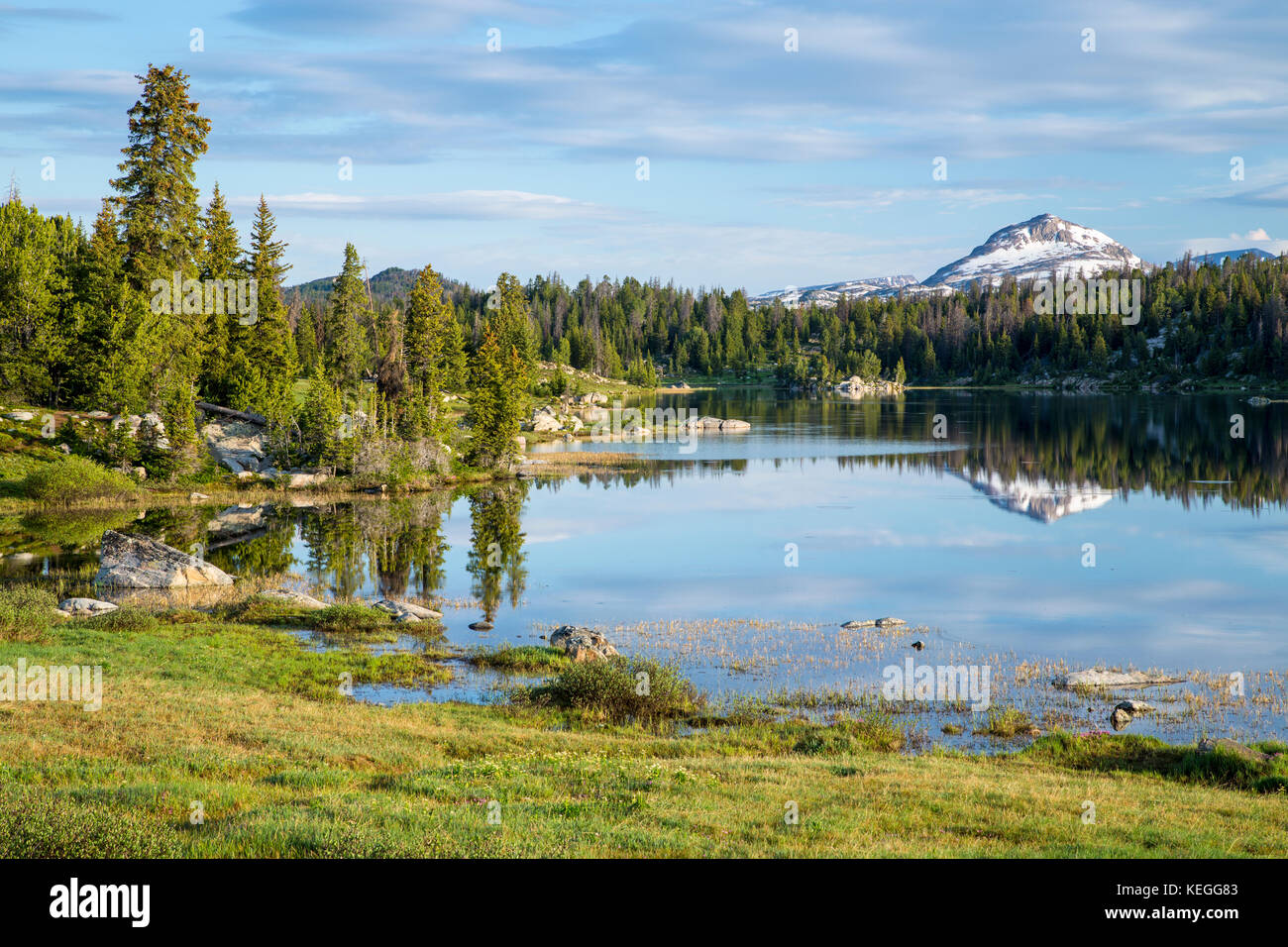 Im Sommer blühen Wildblumen in den Beartooth Mountains in Wyoming Stockfoto