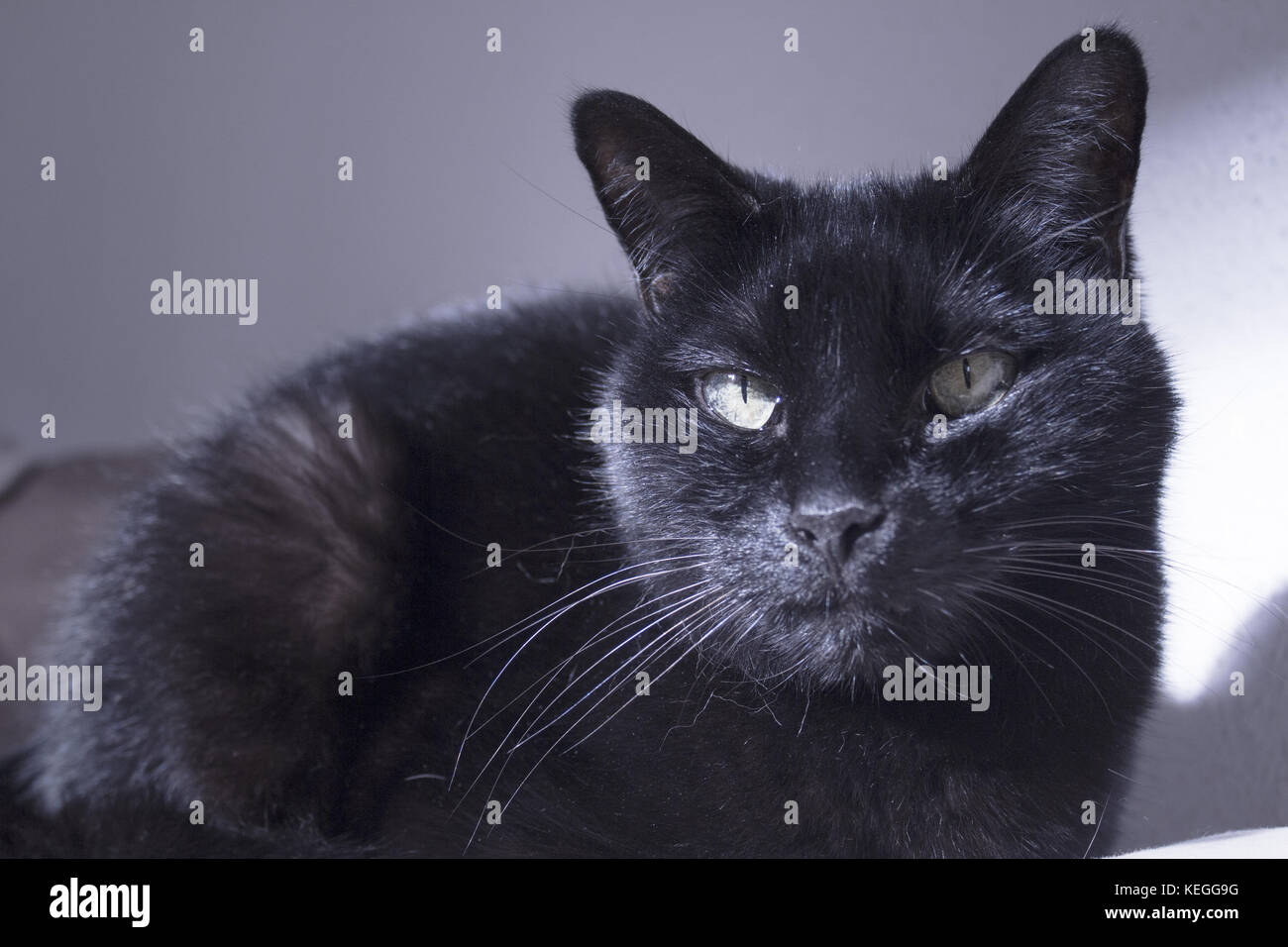 Schwarze Katze Mit Sichtbaren Klumpen Tumor Auf Der Lippe