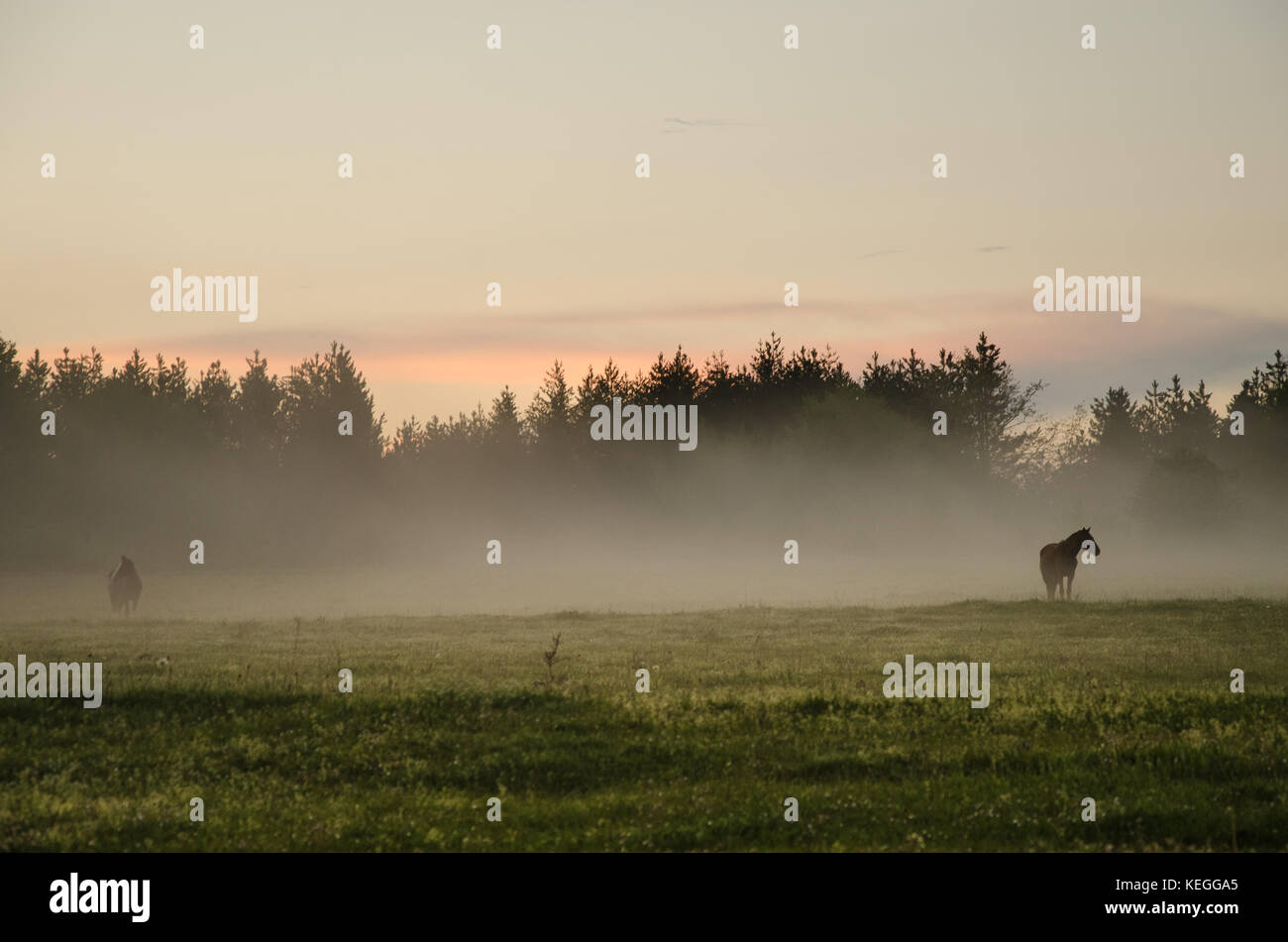 Wilde Pferde auf einer Weide. Sonnenuntergang und Nebel Stockfoto