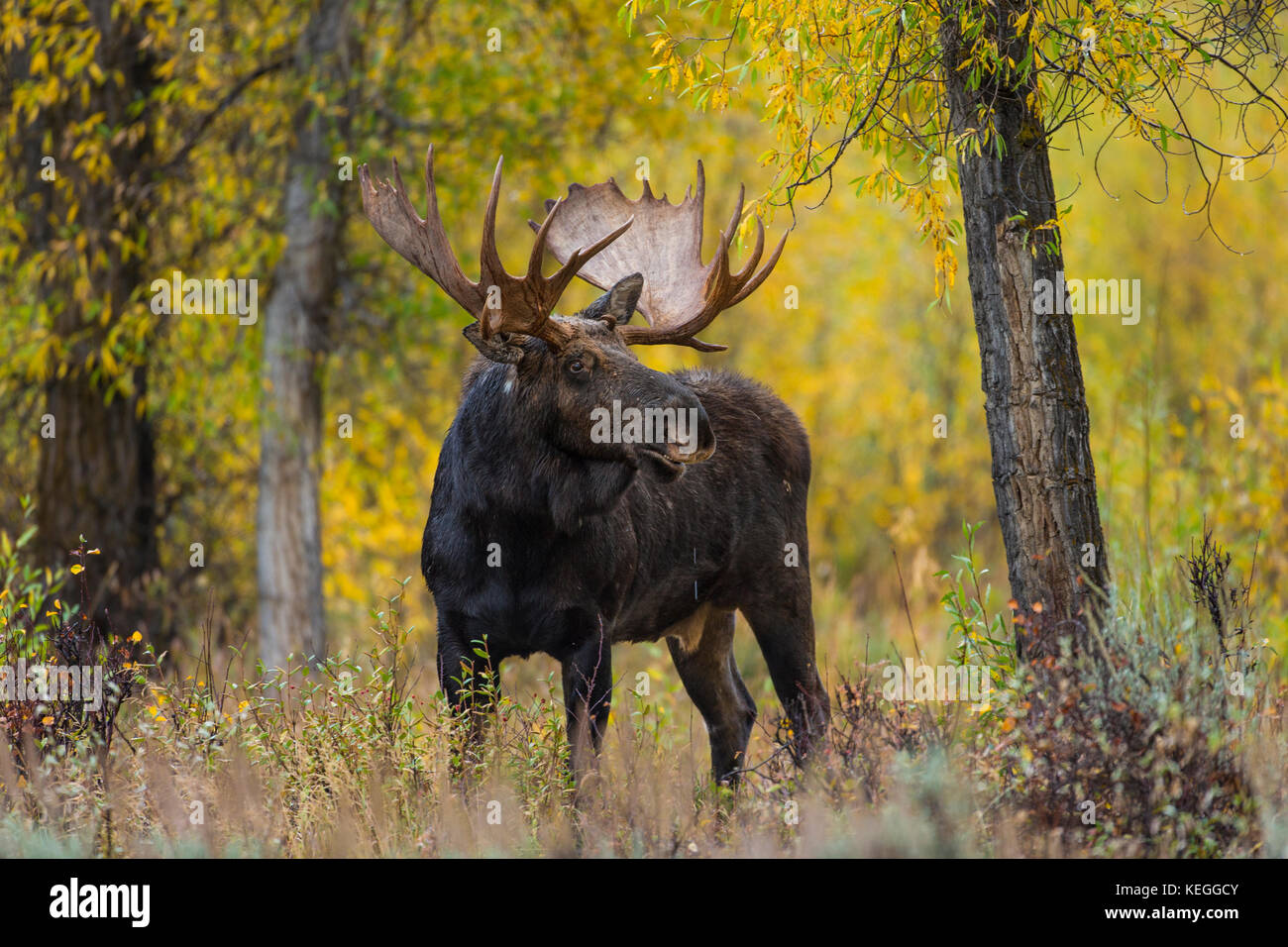 Trophäenbullenelche während der Herbstrute in Wyoming Stockfoto