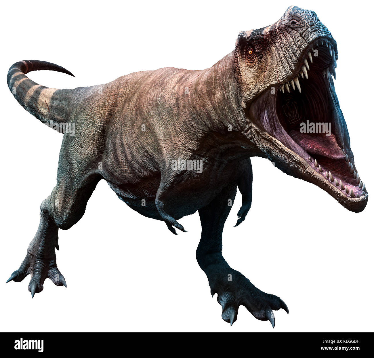 Tyrannosaurus wird gleich beißen Stockfoto