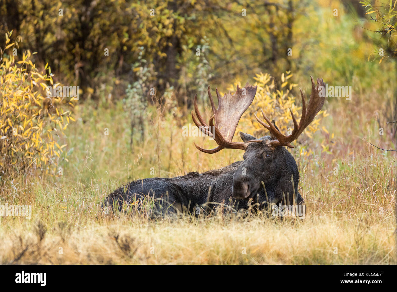 Trophäenbullenelche während der Herbstrute in Wyoming Stockfoto